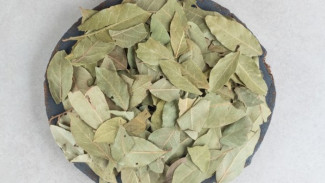 9 Manfaat Daun Salam Bagi Kesehatan Tubuh, Dapat Cegah Batu Ginjal
