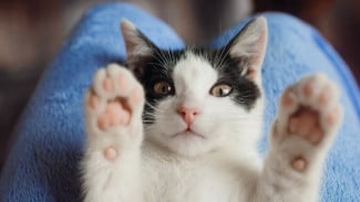 Ternyata Kucing Suka Kasih Kode! Ini Cara ”Ngomong” ke Kamu