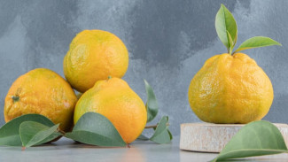 Jeruk Ajaib Penuh Manfaat! Si Jeruk Yuzu