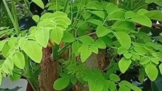 Fakta Daun Kelor yang Layak Disebut Pohon Kehidupan