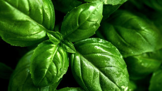 Daun Kemangi Kandungan dan Manfaatnya Untuk Tubuh