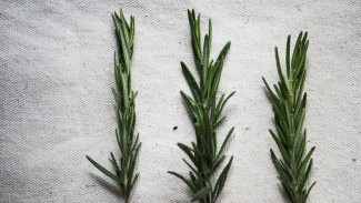 7 Manfaat Rosemary Oil bagi kesehatan yang perlu kamu tahu!