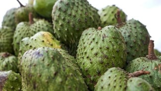 Kenali Kandungan Nutrisi dan Beragam Manfaat Sirsak Bagi Kesehatan Tubuh