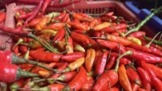 Harga Cabai Makin “Menggila”, Dompet Warga Kian Menipis