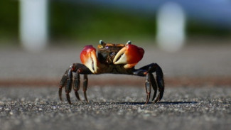 Stop Crab Mentality, Keluarlah dari Jeratnya