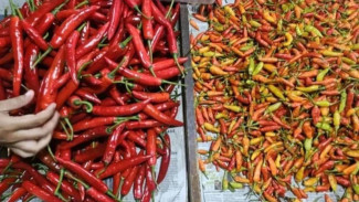 Harga Cabai Dan Bawang Turun Di Tengah Kenaikan Harga Beras, Cek Daftar Harga Terkini