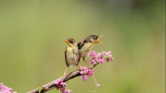Putar Musik dengan Kicau Burung di Restoran Bikin Damai, Tapi Bisa Kena Tagih Royalti