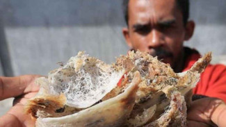 Ekspor Terganggu, Harga Sarang Walet Jatuh ,Puluhan Ribu Petani Merana