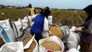 Hampir Nyerah, Kini Petani Raup Rp40 Juta per Hektare Berkat Harga Gabah Stabil
