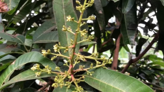 Bunga Mangga Rontok Terus? Coba Cara Ampuh Ini, Yuk!