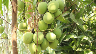 Ini 5 Rahasia Pohon Mangga Berbuah Lebat!