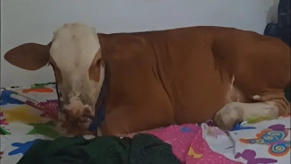 Bikin Heboh! Sapi Betah Tidur di Kasur Warga, Videonya Viral