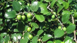Mengapa Daun Bidara Ditakuti Jin dan Sihir? Ini Alasannya!