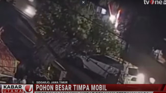Pohon Raksasa Tumbang Timpa Mobil Pajero di Sidoarjo, Lalu Lintas Macet Total 2 Jam!