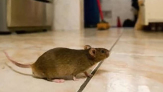 Tips Mengusir Tikus Tanpa Racun, Dengan 7 Bahan Alami yang Efektif!
