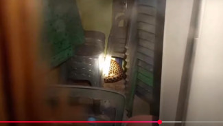 Macan Tutul Masuk Kantor Desa, Petugas Ungkap Kondisi Lemah dan Penyebab Awal Kehebohan