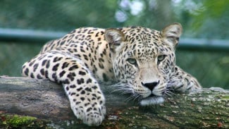Macan Tutul Lepas dari Lembang Park & Zoo Bikin Warga Panik, Polisi Turun Tangan