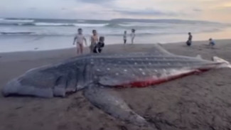 Hiu Tutul Terdampar di Pantai Pancer Puger Jember, Sempat Dievakuasi  sebelum Akhirnya Mati