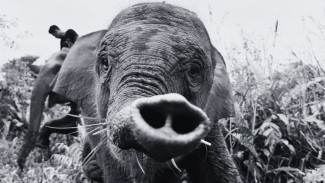 Anak Gajah Tari di Tesso Nilo Ditemukan Mati Mendadak