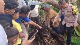 Kerangka Manusia Ditemukan di Dalam Pohon Aren di Serdang Bedagai