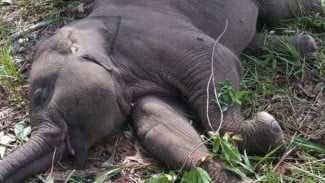 Balai TNTN Ungkap Penyebab Kematian Anak Gajah Tari Positif EEHV