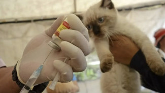 Jaga Jakarta Bebas Rabies, Sudin KPKP Jaktim Gelar Vaksinasi Gratis untuk Ribuan Hewan Peliharaan!
