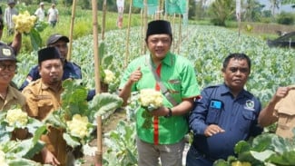 Panen Perdana Brokoli KAILA di Bondowoso, Petani Optimis Jadi Komoditas Unggulan