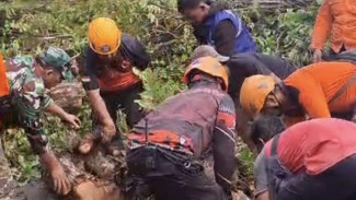 Hujan Deras Disertai Angin Kencang, Puluhan Pohon Tumbang di Sumbersari Jember