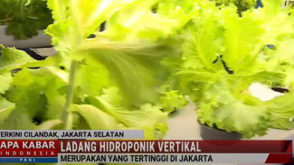 Ladang Farm di Jantung Jakarta: Pertanian Vertikal 18 Meter Hasilkan 2 Ton Sayur Sebulan