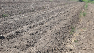 Krisis Air Sawah Akibat Perbaikan DI Bajulmati, Petani Desa Wonorejo Merana