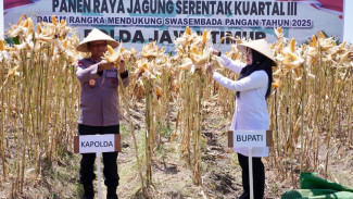 Surplus Pangan Terjaga, Kapolda Jatim dan Bupati Ipuk Gelar Panen Raya Jagung Banyuwangi