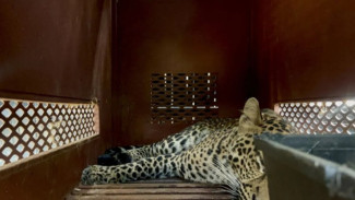 BBKSDA Pastikan Macan Tutul yang Masuk Ke Hotel di Bandung Kini Dalam Kondisi Sehat