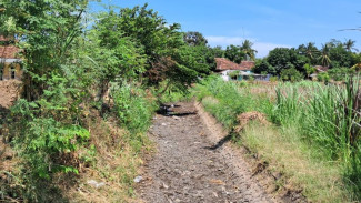 Ratusan Petani 4 Desa di Wongsorejo Gigit Jari, Irigasi Bajulmati Kering Total!