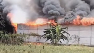 Kandang Ayam di Blora Ludes Terbakar, Ribuan Ekor Ayam Terpanggang Hidup-Hidup!
