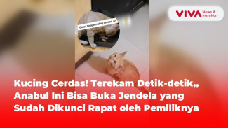 Kucing Cerdas! Terekam Detik-detik Anabul Ini Buka Jendela yang Sudah Dikunci Rapat oleh Pemiliknya