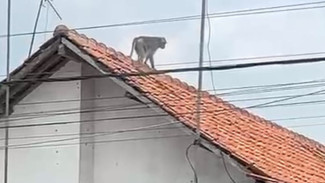 Teror Monyet Ekor Panjang Resahkan Warga Desa Cakru Jember, Serang Hewan Ternak dan Rusak Rumah