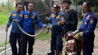 Waspada Musim Hujan, Ular Sawah Masuk Permukiman Warga Probolinggo