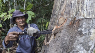 KPSHK Dorong Perhutanan Sosial Jadi Model Restorasi Berkelanjutan yang Adil!