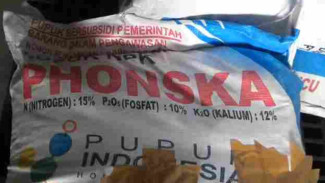 Jatah Pupuk Phonska Hilang, Petani Wongsorejo Protes: “Kok Bisa Habis?”
