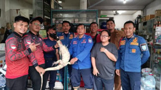 Biawak 5kg Diamankan dari Bawah Rak Toko