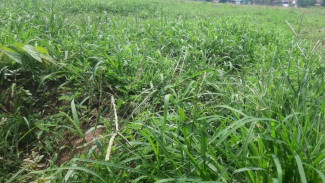 Ilalang Menguasai Sawah Desa Bajulmati, Ratusan Petani Merugi Berlapis Dampak Pengeringan Sungai