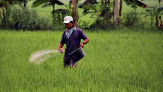 Pupuk Bersubsidi Langka Setiap Tahun, Dugaan Permainan Kotor di Wongsorejo Menguat