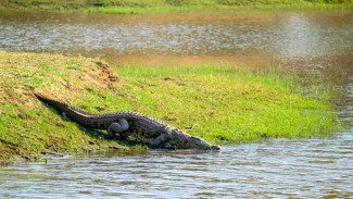 Tidak Makan Hingga 3 Tahun, Inilah Adaptasi Buaya dalam Bertahan Hidup