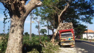 Mengendus Aroma Komersialisasi di Balik Kedok Limbah Kayu Tak Layak Dari Wongsorejo