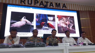 Dibungkus Karung dan Kardus, ABK Sembunyikan 38 Satwa Dilindungi dari Jalur Maluku–Probolinggo