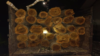 Duel Saat Penangkapan Pelaku Illegal Logging di KPH Banyuwangi Selatan, 1 Orang Terluka