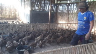Sukses Besar! 700 Ekor Bebek Bumdes Bajulmati Tembus Produksi Telur 55 Persen