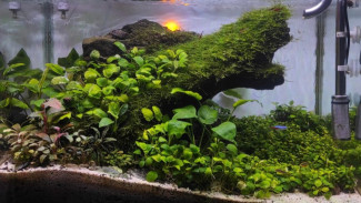 Aquascape, Hobi Menata Taman Bawah Air yang Semakin Populer di Indonesia