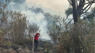 Kebakaran Bromo Ancam Ekosistem TNBTS, Api Masih Aktif di Kawasan Konservasi