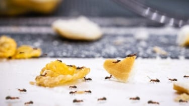 img_title
